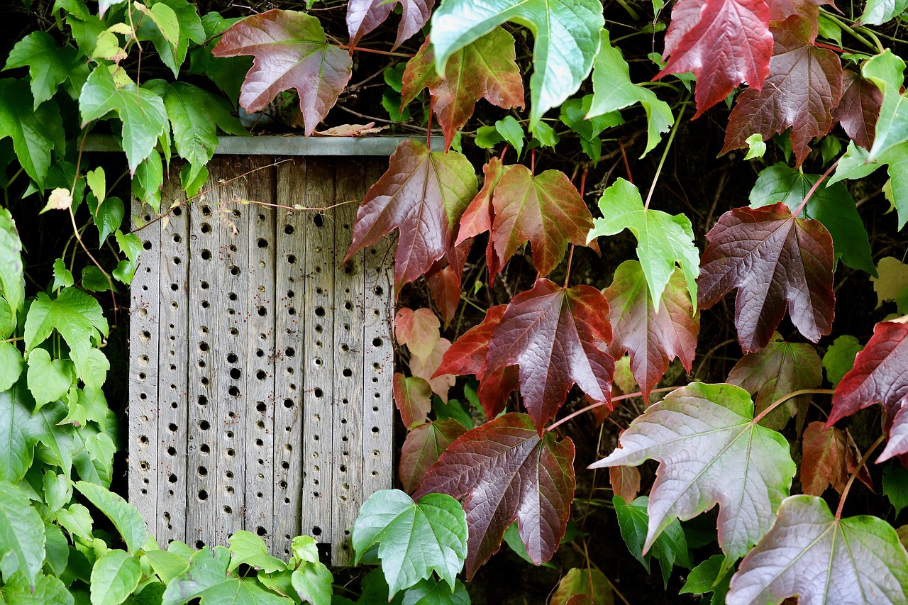 bee hotel, insect hotel, insect house, grapevines, wild wine, vine